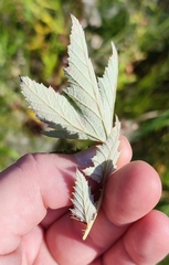 Filipendula stepposa