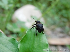 Curculionoidea