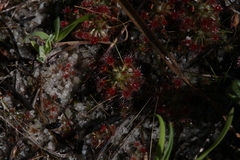 Drosera micrantha
