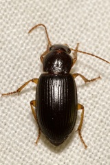 Harpalus rufipes