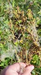 Filipendula stepposa