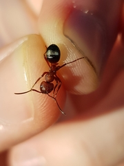 Formica sanguinea