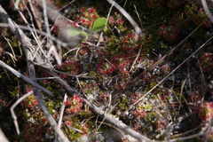 Drosera micrantha