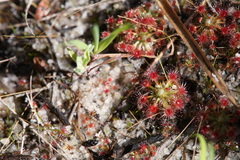 Drosera micrantha