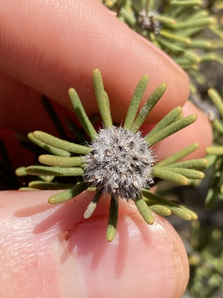 Petrophile merrallii
