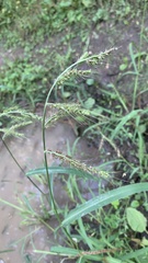 Echinochloa crus-galli