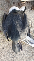 Phalacrocorax varius varius