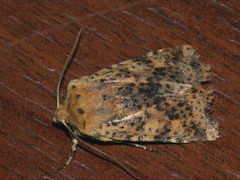 Conistra rubiginea