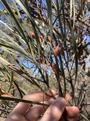 Hakea francisiana