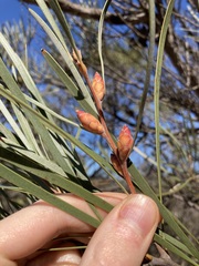 Hakea francisiana