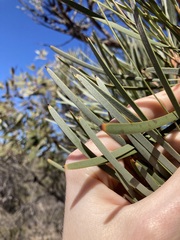Hakea francisiana