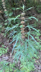 Leonurus glaucescens