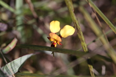 Diuris corymbosa