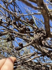 Hakea francisiana