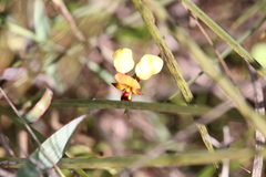Diuris corymbosa