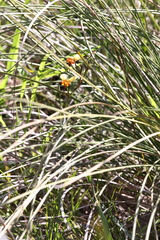 Diuris corymbosa
