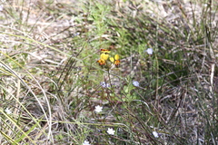 Diuris corymbosa