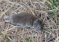 Microtus oregoni