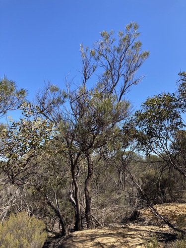 Image of Hakea francisiana by (c) Thomas Mesaglio, some rights reserved (CC BY)