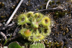 Drosera glanduligera