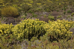 Leucadendron laureolum
