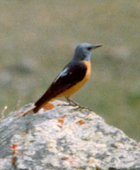 Monticola saxatilis