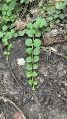 Lysimachia nummularia