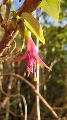 Fuchsia excorticata
