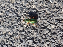 Carabus auratus