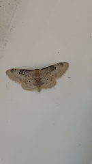 Idaea rusticata