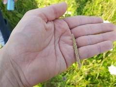 Cynosurus cristatus