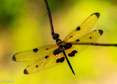 Rhyothemis variegata