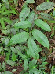Castanopsis kawakamii