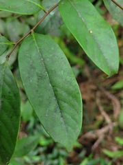 Castanopsis kawakamii
