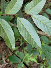 Castanopsis kawakamii