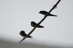 Hirundo rustica rustica