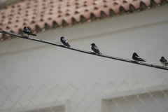 Hirundo rustica rustica