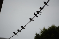 Hirundo rustica rustica