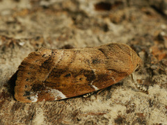 Cosmia affinis