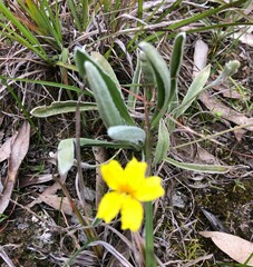 Goodenia willisiana