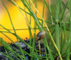 Succinea putris