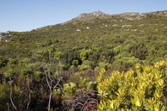 Protea lepidocarpodendron