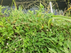 Digitaria sanguinalis