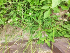 Digitaria sanguinalis