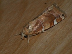 Cosmia diffinis