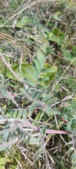 Oxytropis pilosa