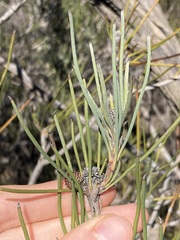 Petrophile stricta