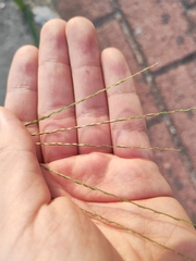 Digitaria sanguinalis