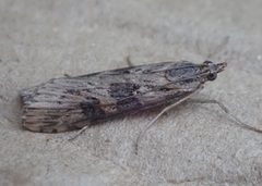Nomophila nearctica