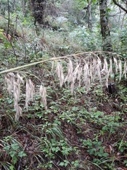 Ampelodesmos mauritanicus